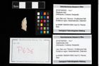 Foto (Objekt + Etikett) von Galatheoidea indet.  (NHMW-GEO-2014-0194-0636)